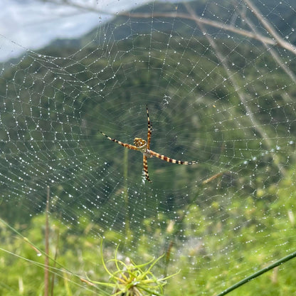 Aibonito & Barranquitas Todo Incluído